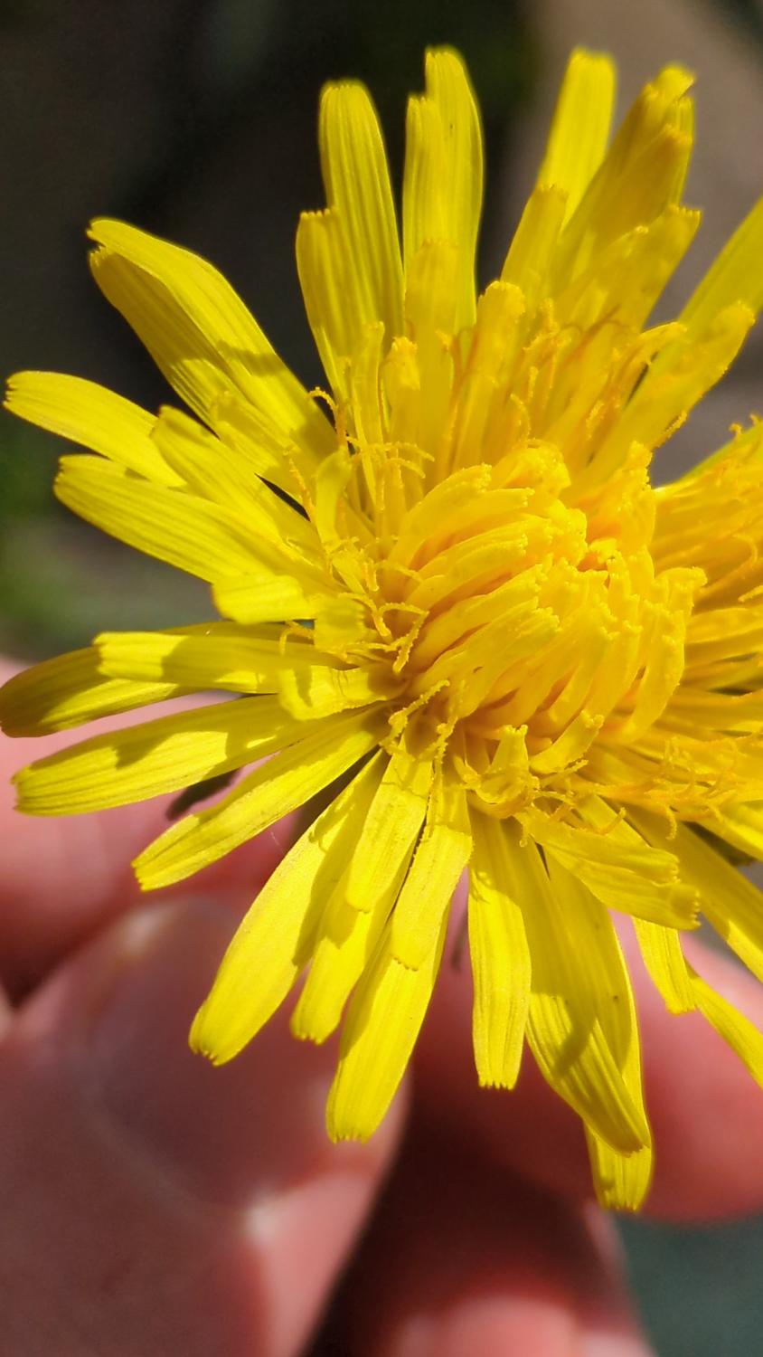 The image shows a close-up of a bright yellow dandelion flower. The petals are clearly visible, and a person's hand is partially visible in the background on the right.
