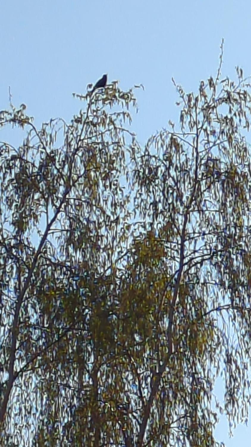 The image shows a blackbird perched on a branch of a birch tree against a blue sky. The tree's delicate branches and leaves create a textured foreground, while the bird is visible on the left.