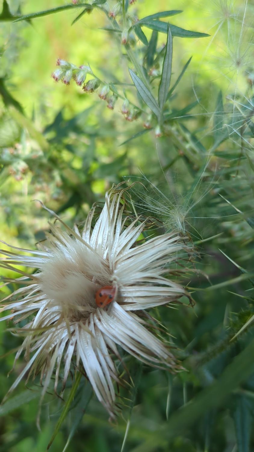 image description is not available