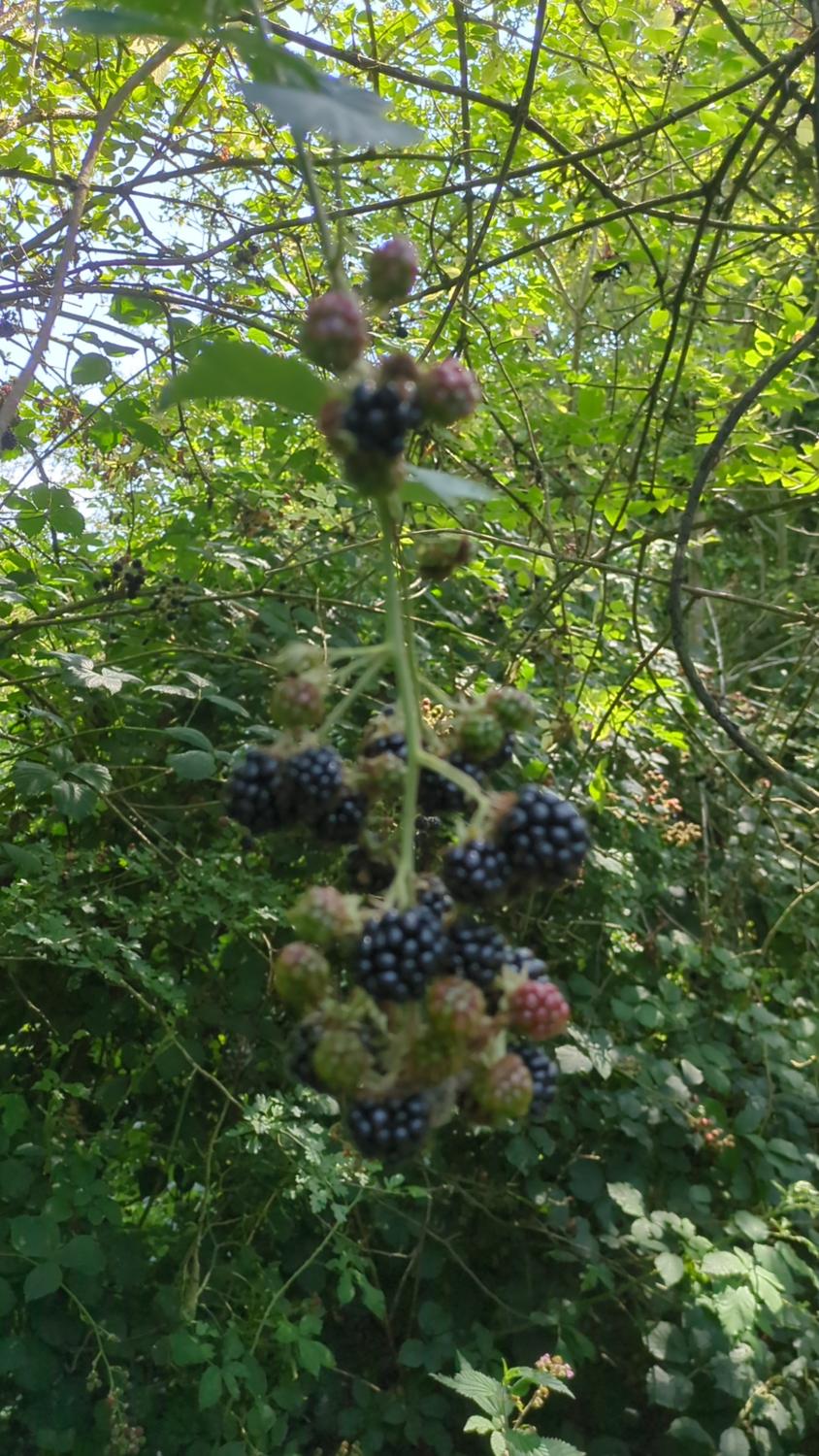 image description is not available