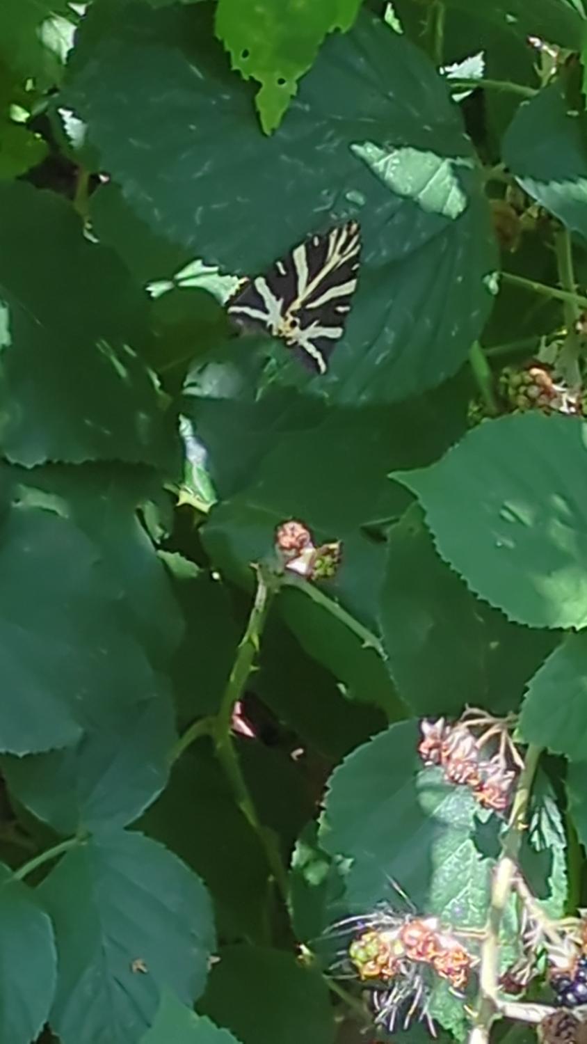 image description is not available