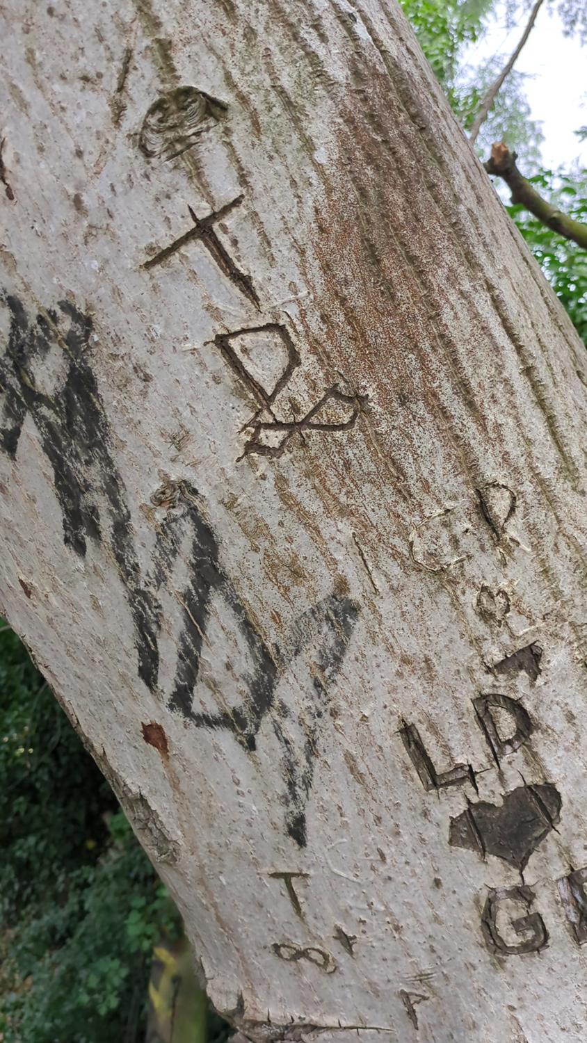 The image shows graffiti carved into the bark of what is described as a walnut tree. The carvings include various symbols, letters, and numbers. The tree trunk appears to be relatively old and weathered.
