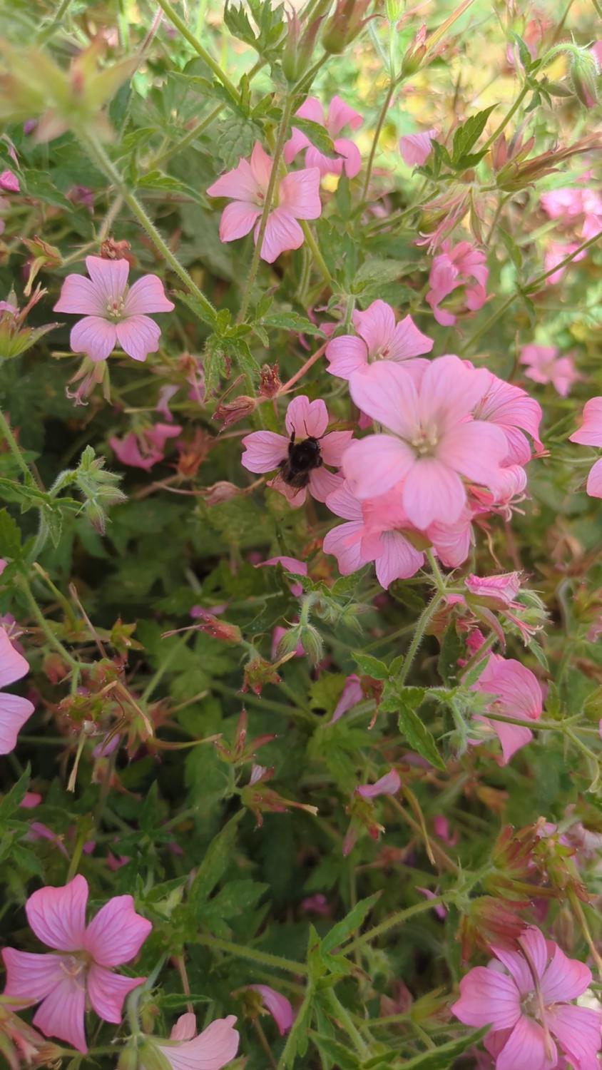 The image shows a close-up of pink geranium flowers with green foliage. There is a bumble bee visible on one of the flowers.