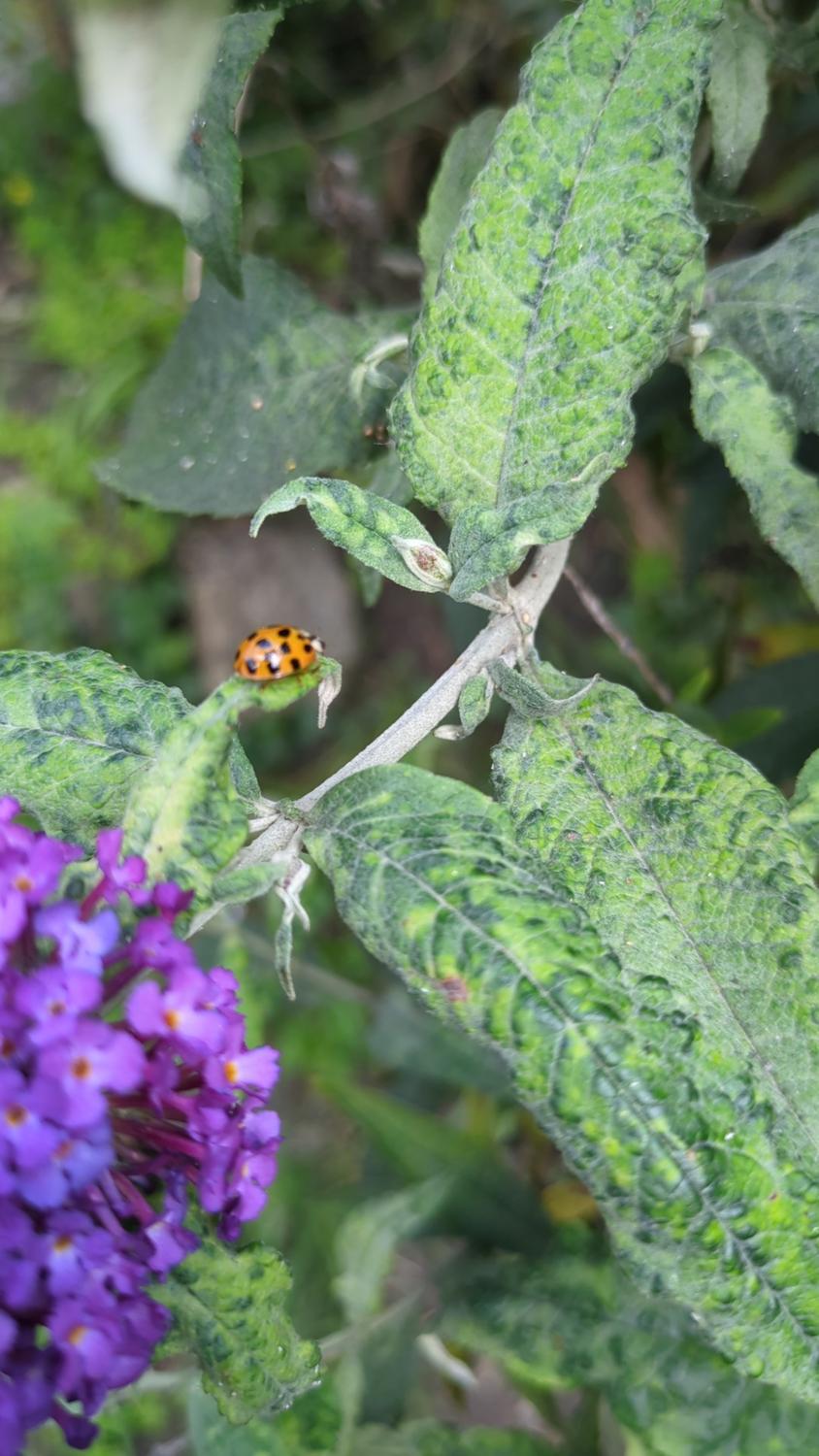 The image shows a ladybug on a buddleia bush with purple flowers. The leaves have a textured appearance, possibly due to disease or insect damage.