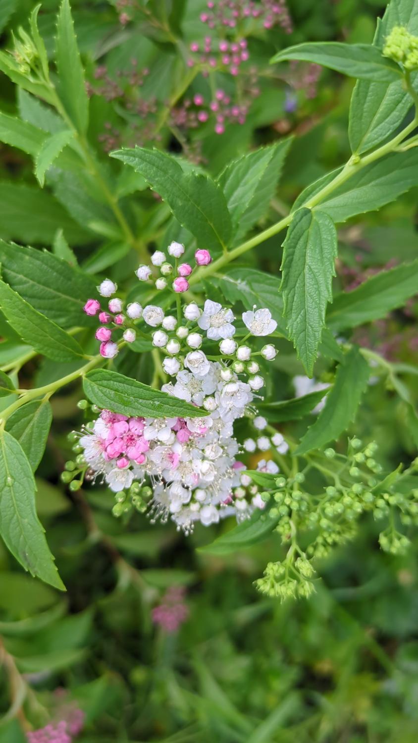 The image shows a plant with a cluster of flowers that are white and pink. The plant also has green leaves and some unopened buds. It appears to be Spirea japonica 'Shirobana'.