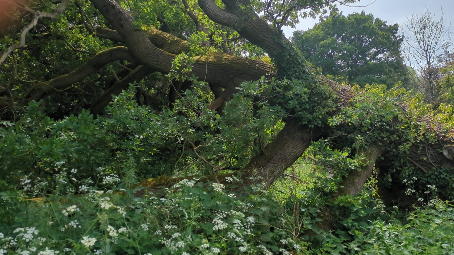 image description is not available