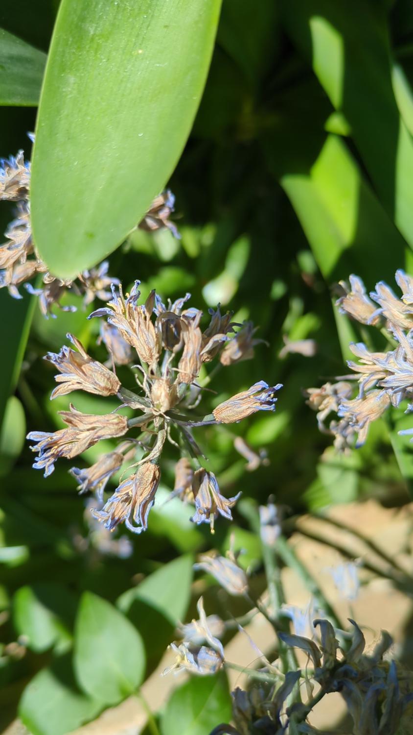 The image shows a close-up of fading bluebell flowers in a garden, with green leaves in the background. The flowers are mostly brown with some blue remaining, indicating they are dying or past their prime.